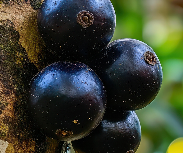 Foto de jabuticaba